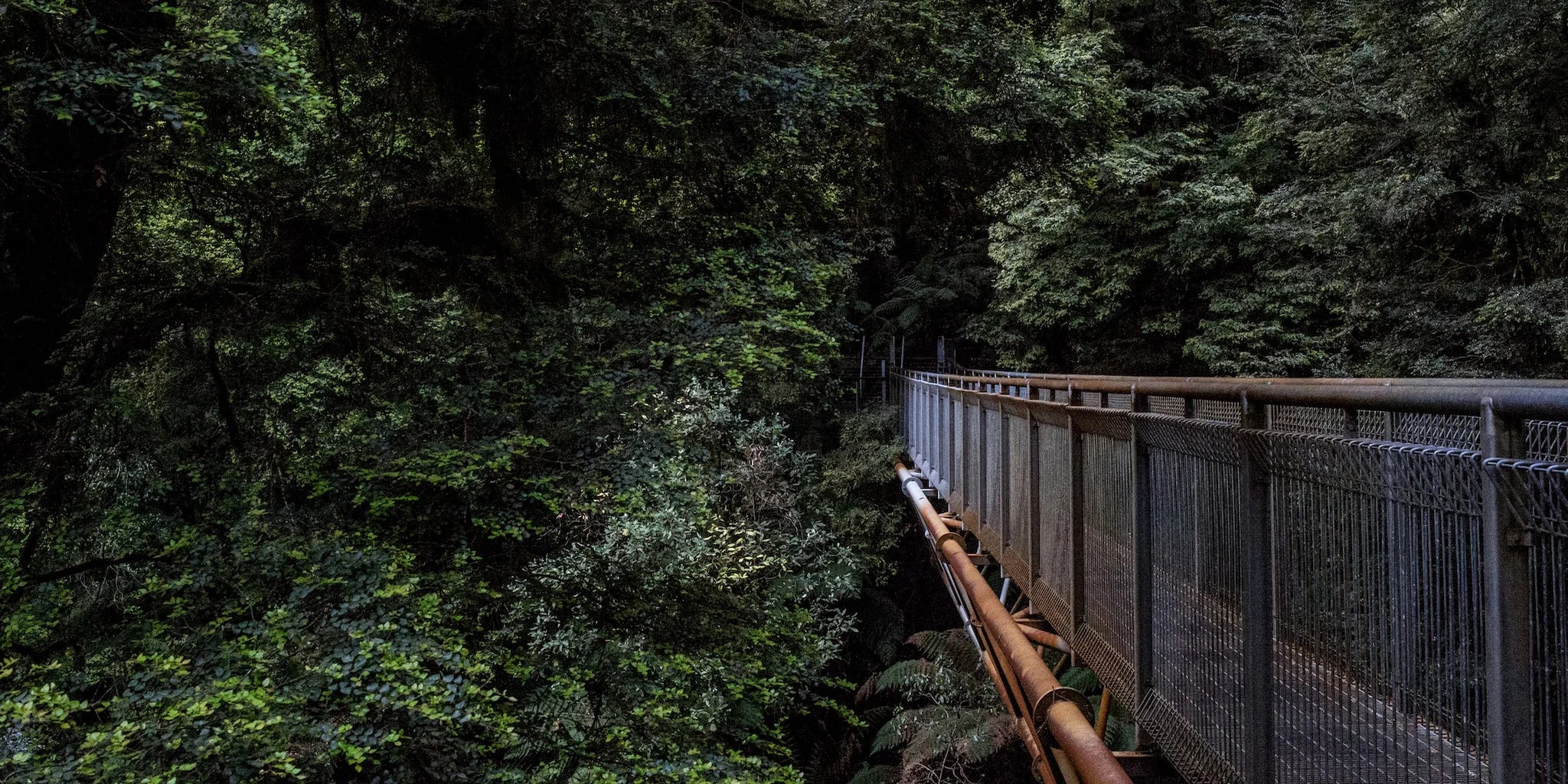 Rain forest with wooden bridge crossing over gorge | WALL ART by Sonia